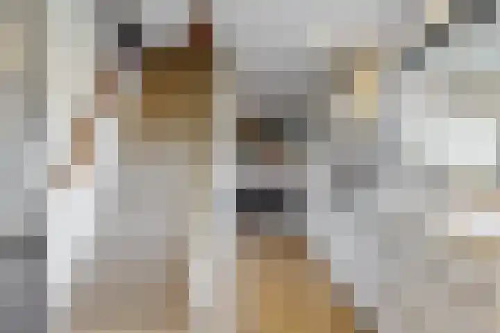 Zuiderdracht 40 Oosterblokker thumbnail 28