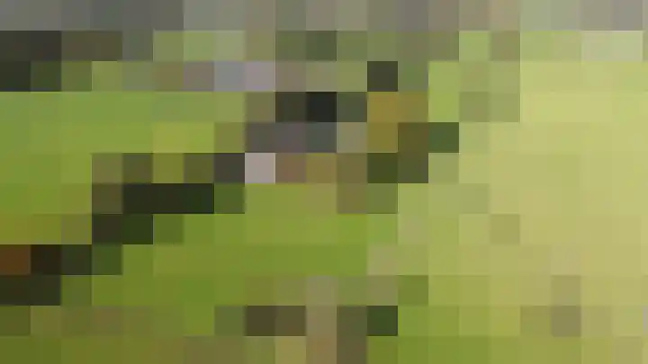 Zuiderhoeksweg 8 Nuis thumbnail 6