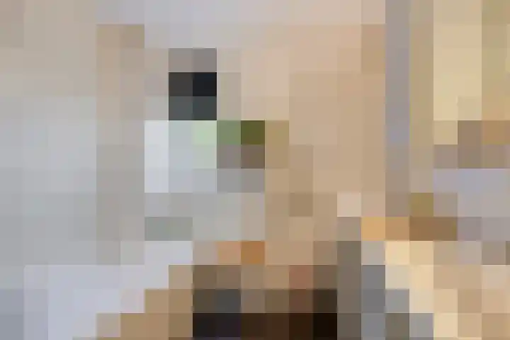 Zuiderland 12 Koog aan de Zaan thumbnail 23
