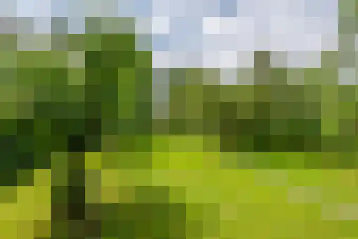 Zuiderlingedijk 10 Spijk thumbnail 62