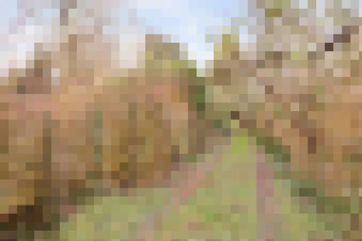 Zuiderlingedijk 135 Spijk thumbnail 18