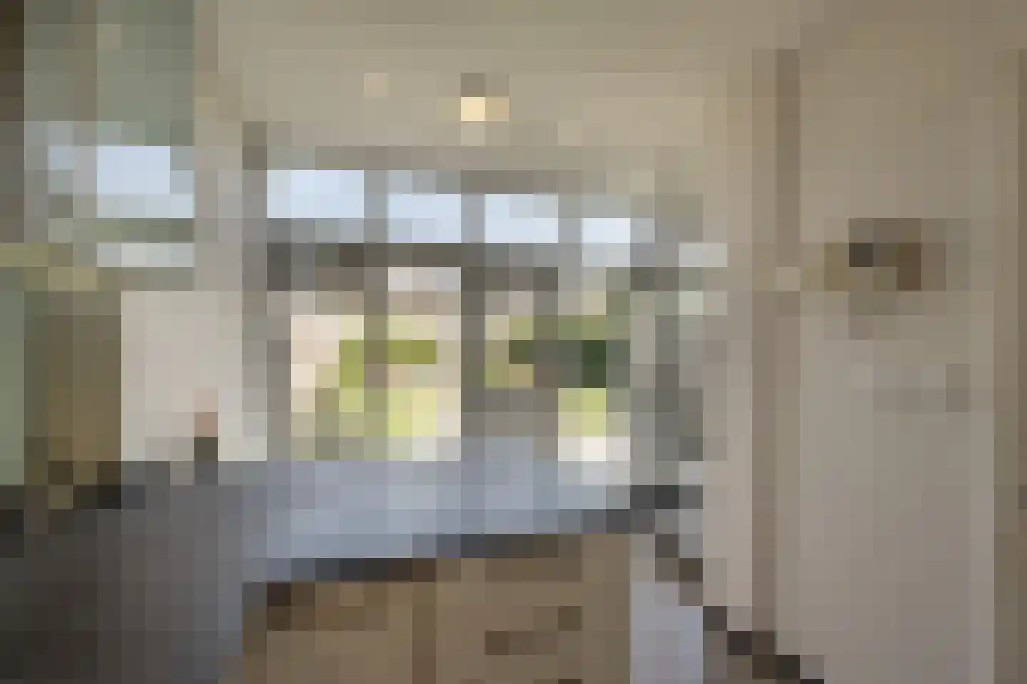 Zuidernesse 8 Westmaas thumbnail 11