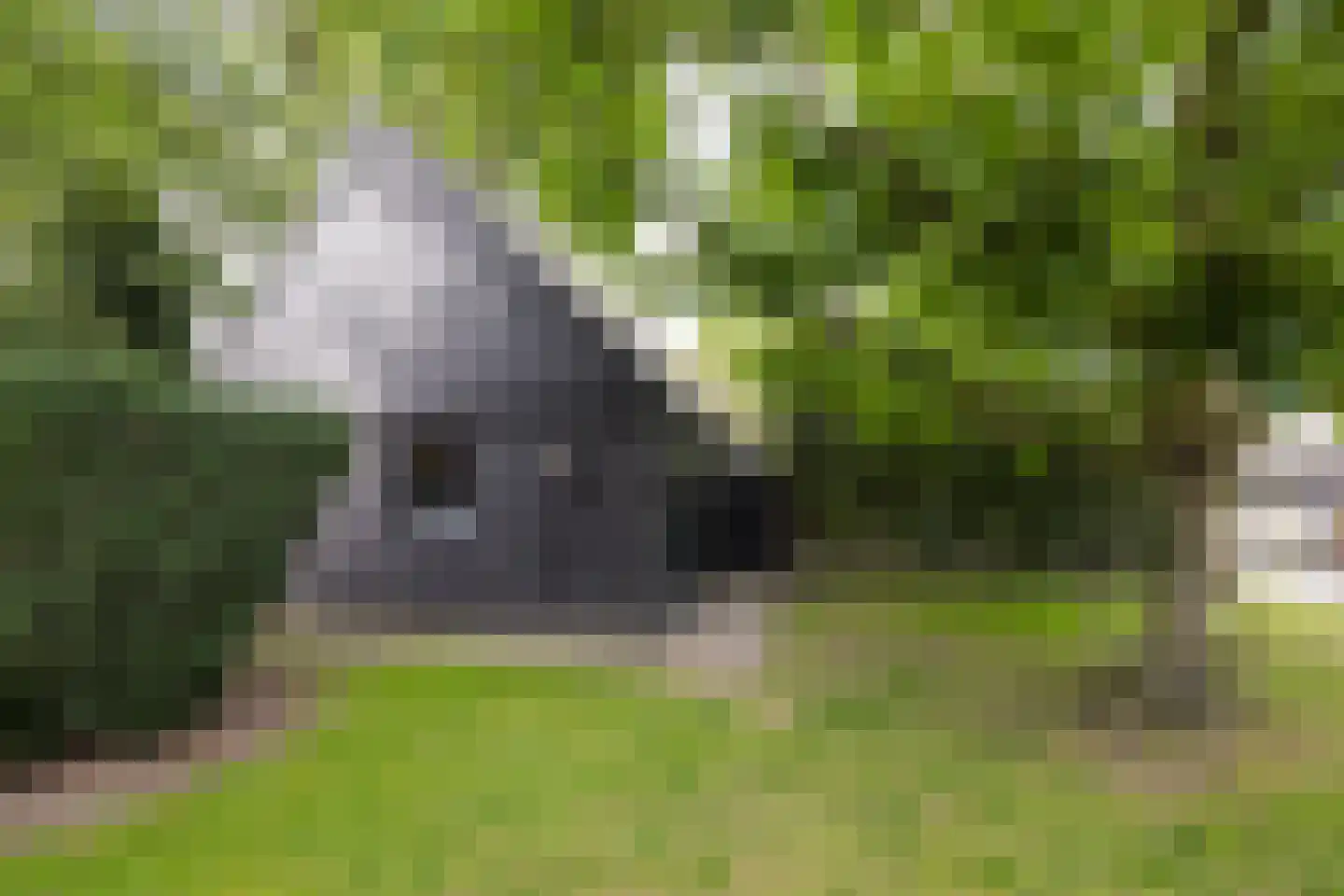Zuiderpad 46 Giethoorn thumbnail 103