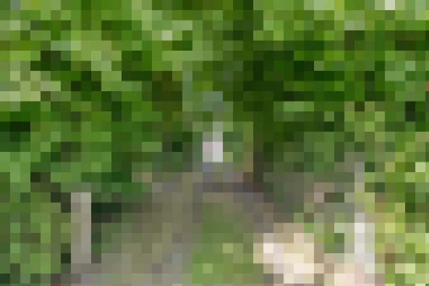 Zuiderpad 7 Giethoorn thumbnail 76