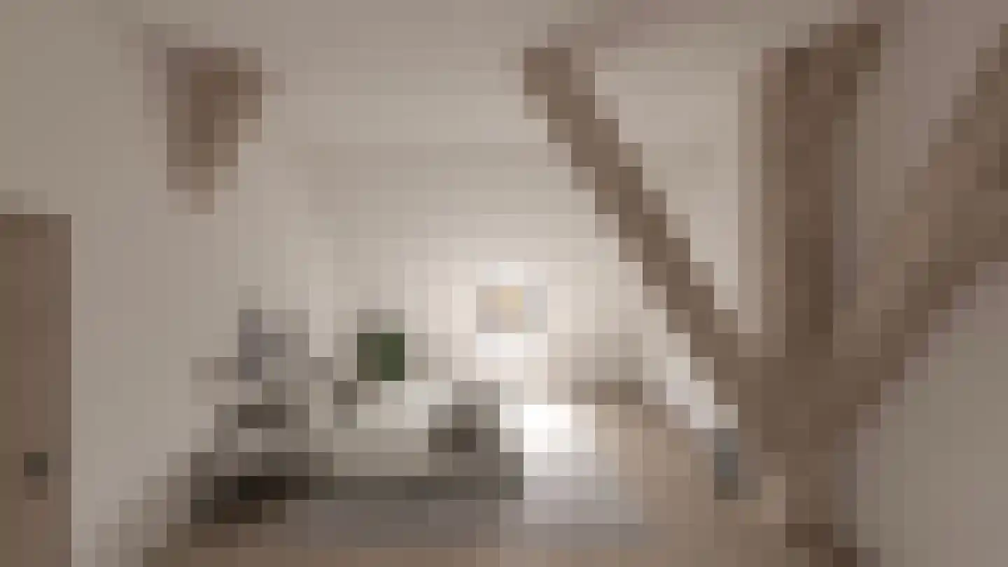 Zuidervaart Zuidschermer thumbnail 6