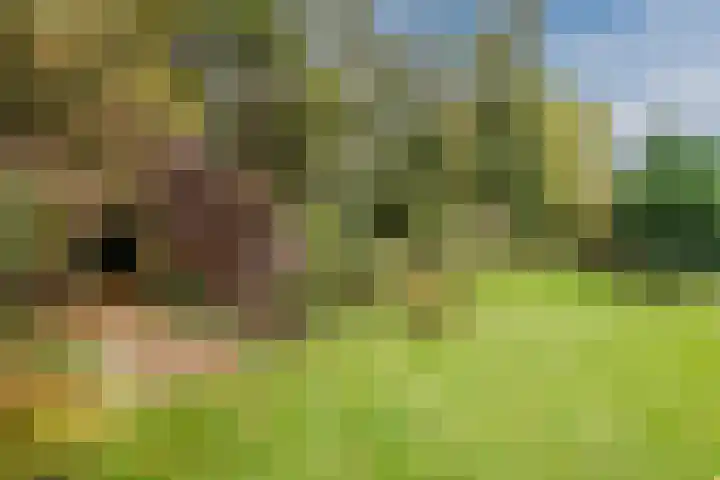 Zuiderveensterweg 31 Oude Pekela thumbnail 45