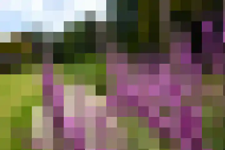 Zuiderweg 79 Zuidoostbeemster thumbnail 71