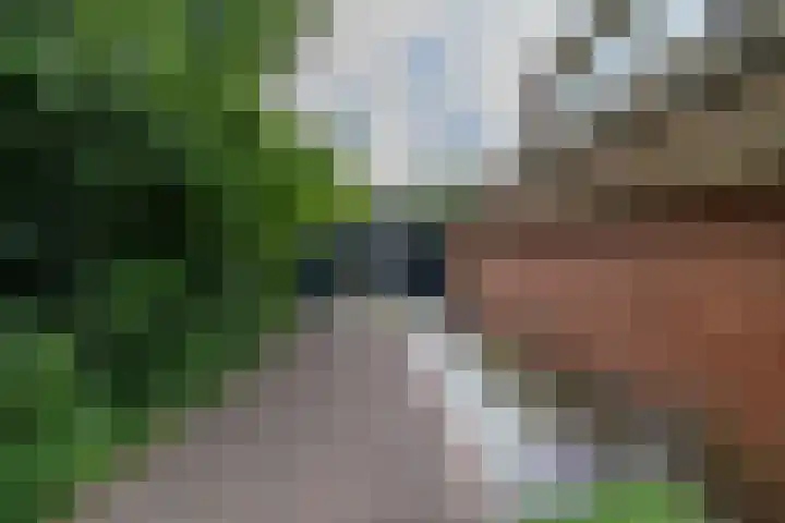 Zuidesch 4 Lieveren thumbnail 29