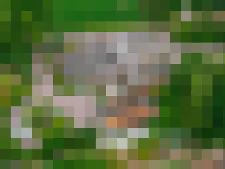 Zuidesch 4 Lieveren thumbnail 30