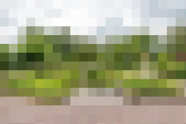 Zuidesch 4 Lieveren thumbnail 41