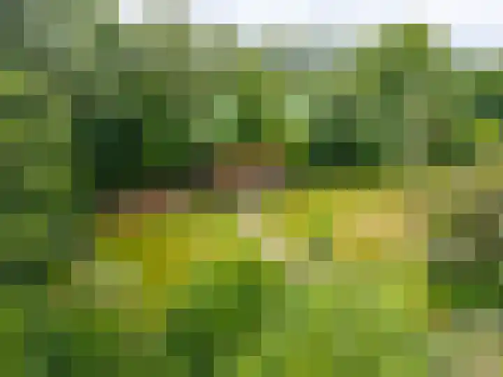 Zuidesch 4 Lieveren thumbnail 43