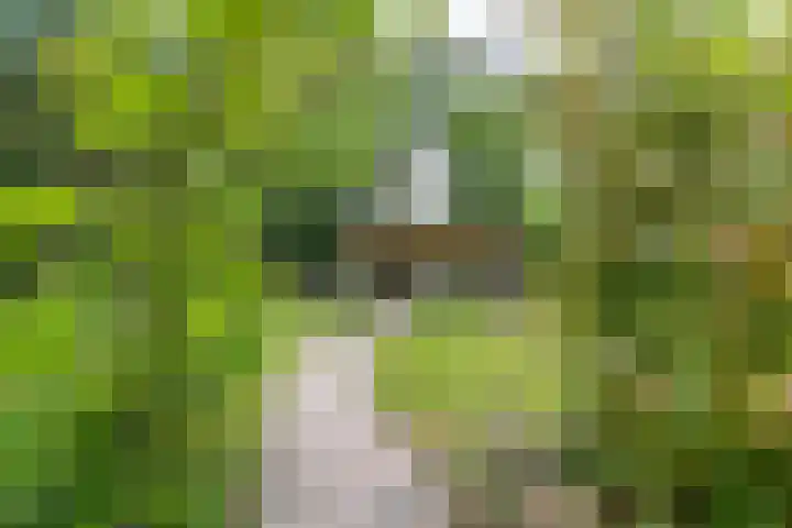 Zuidesch 4 Lieveren thumbnail 44