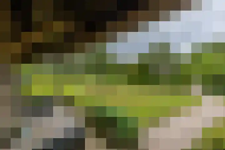 Zuidesch 4 Lieveren thumbnail 49