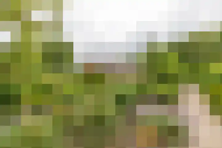 Zuidesch 4 Lieveren thumbnail 50