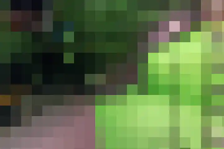 Zuidesch 4 Lieveren thumbnail 54