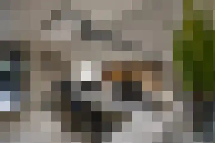Zuidesch 4 Lieveren thumbnail 59