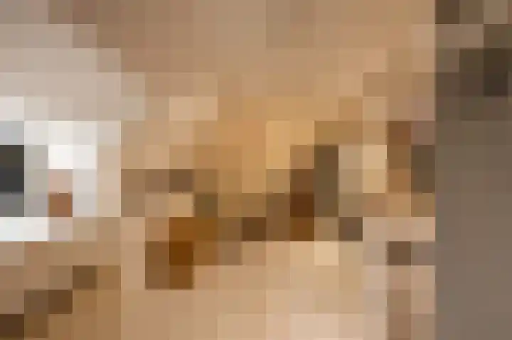 Zuidesch 4 Lieveren thumbnail 60