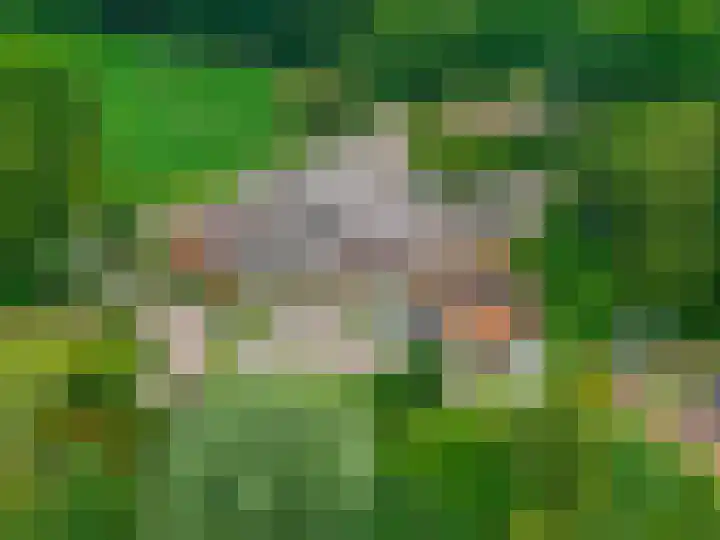 Zuidesch 4 Lieveren thumbnail 66