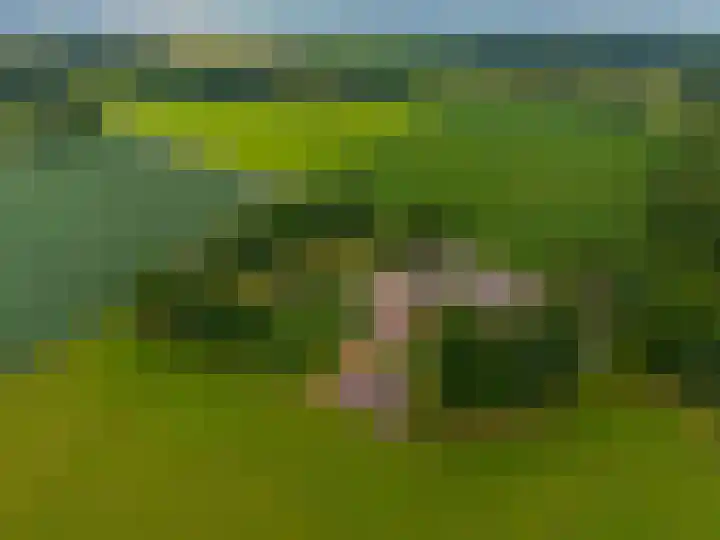 Zuidesch 4 Lieveren thumbnail 67