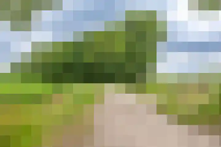 Zuidesch 4 Lieveren thumbnail 69