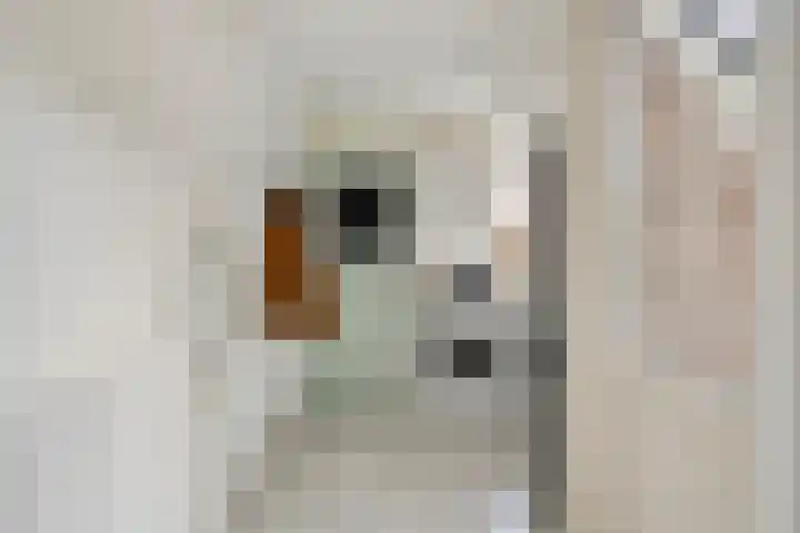 Zuidgouw 39 Ursem thumbnail 20