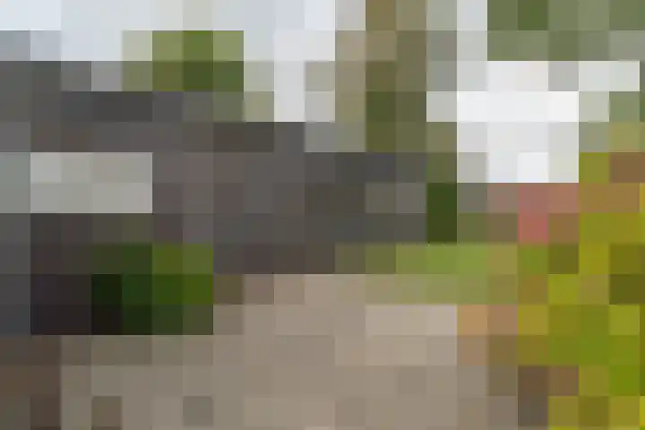 Zuidhof 21 Rilland thumbnail 26