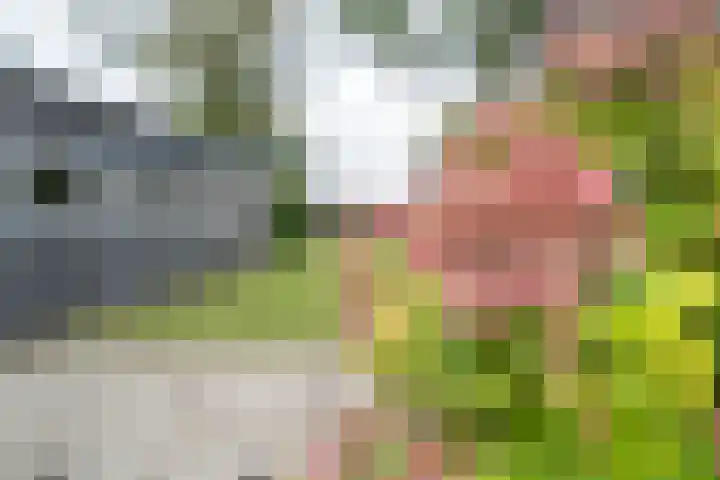 Zuidhof 21 Rilland thumbnail 29