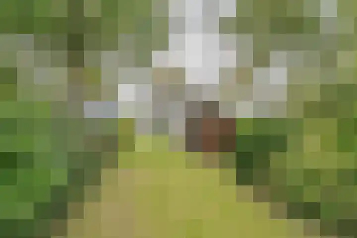 Zuidhof 21 Rilland thumbnail 37
