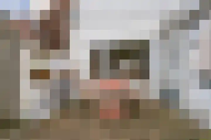 Zuidvlietstraat 67 Goes thumbnail 42