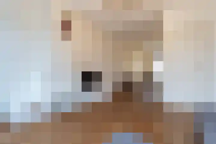 Zuidwal 11 Den Haag thumbnail 6