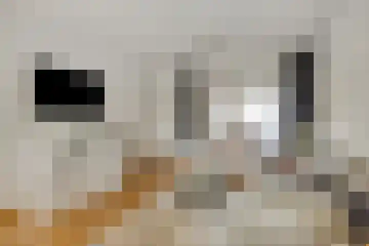 Zuidwiek 8 Etten-Leur thumbnail 7
