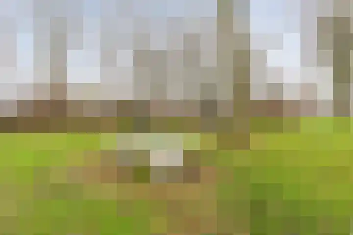 Zuidzijde 78 Gasselternijveenschemond thumbnail 48