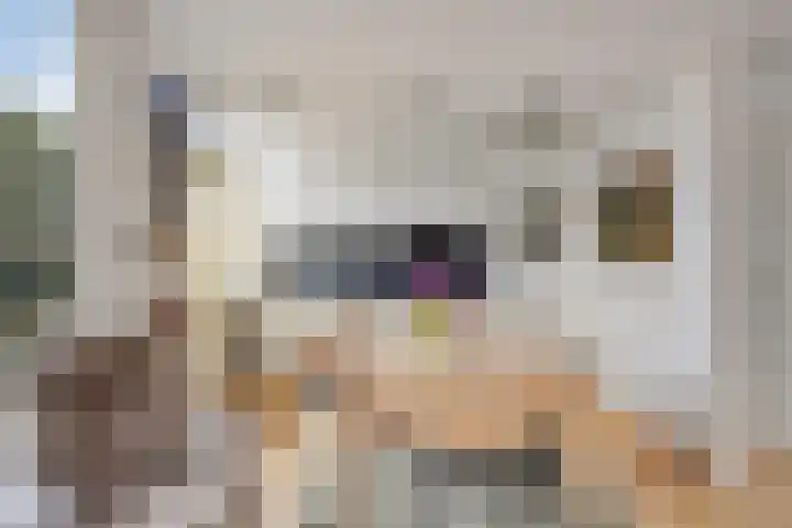 Zuilestein 8 Leiderdorp thumbnail 16