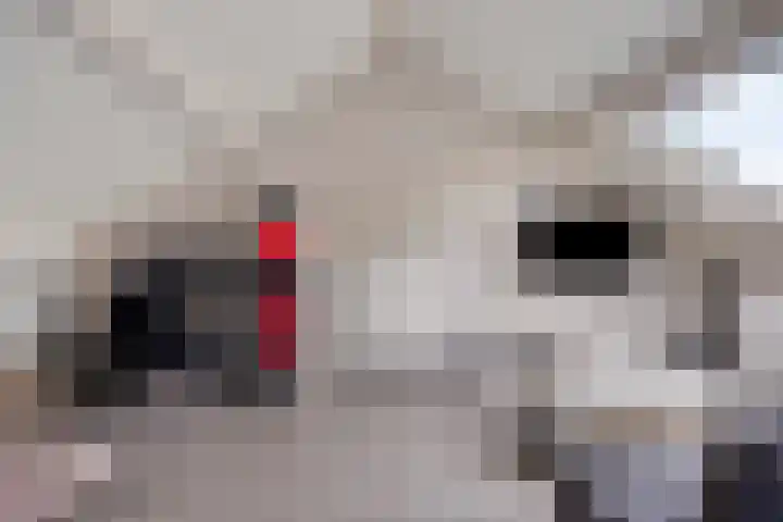 Zuring 38 Klazienaveen thumbnail 32
