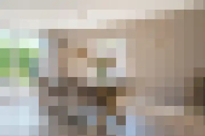 Zuring 80 Cuijk thumbnail 11