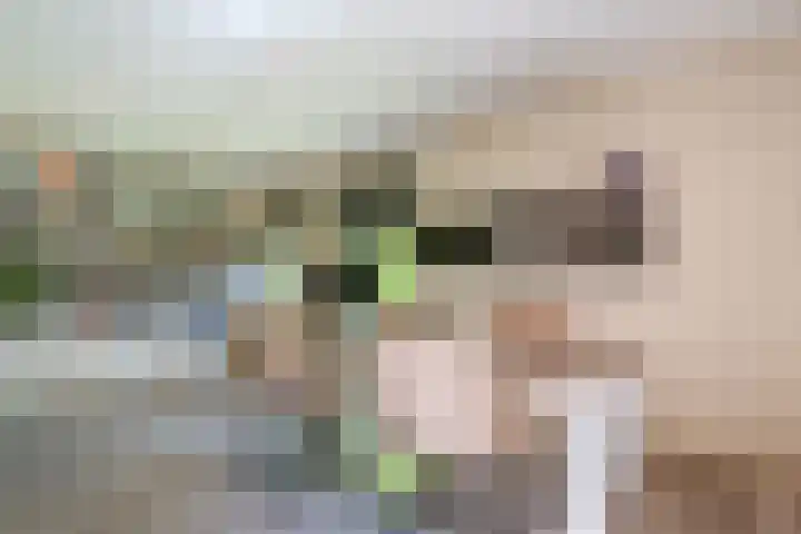 Zuring 80 Cuijk thumbnail 17