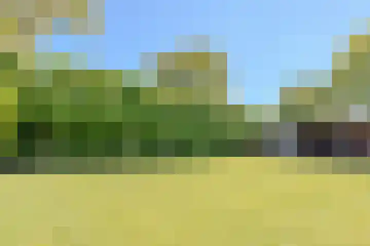 Zuring 80 Cuijk thumbnail 31