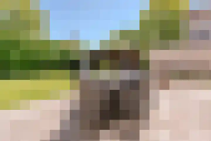 Zuring 80 Cuijk thumbnail 32