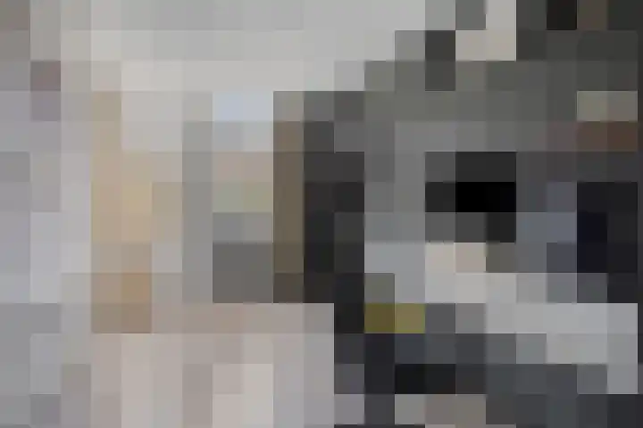 Zuringes 36 Assen thumbnail 10