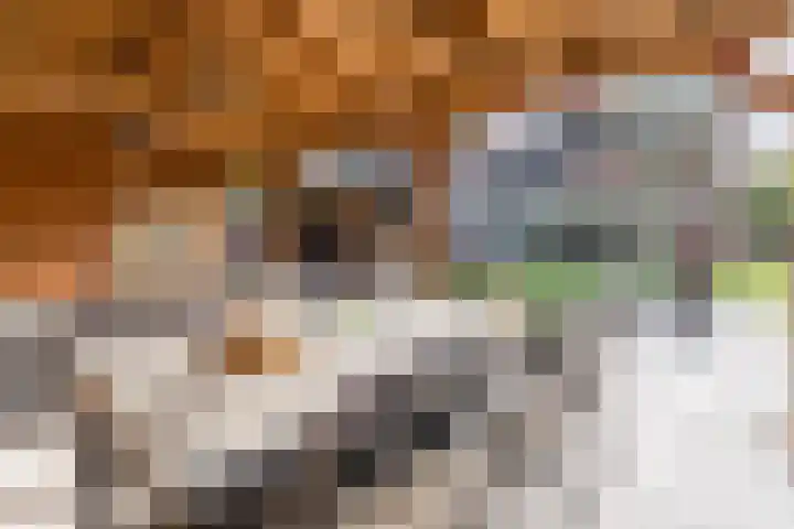 Zuringweide 10 Dongen thumbnail 28