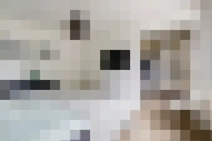 Zuster Irmbertastraat 6 Helden thumbnail 16