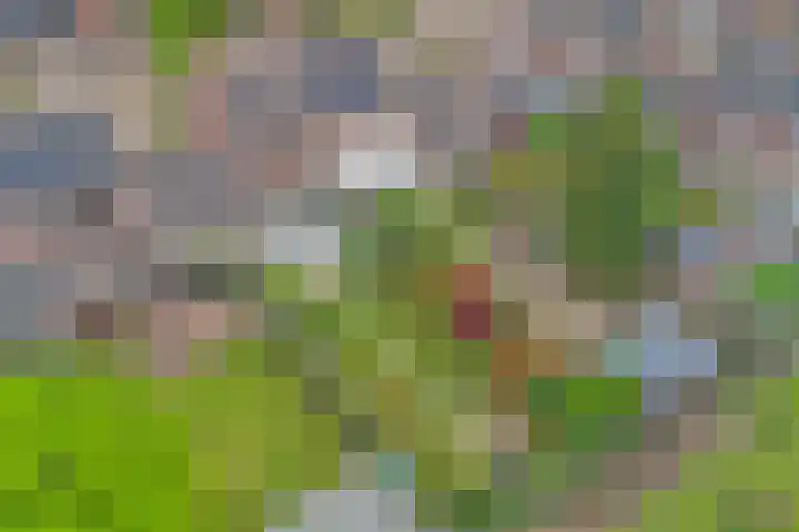 Zuster Irmbertastraat 6 Helden thumbnail 39