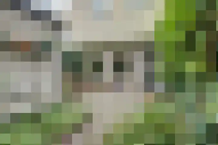 Zusters van Orthenpoort 16 's-Hertogenbosch thumbnail 36