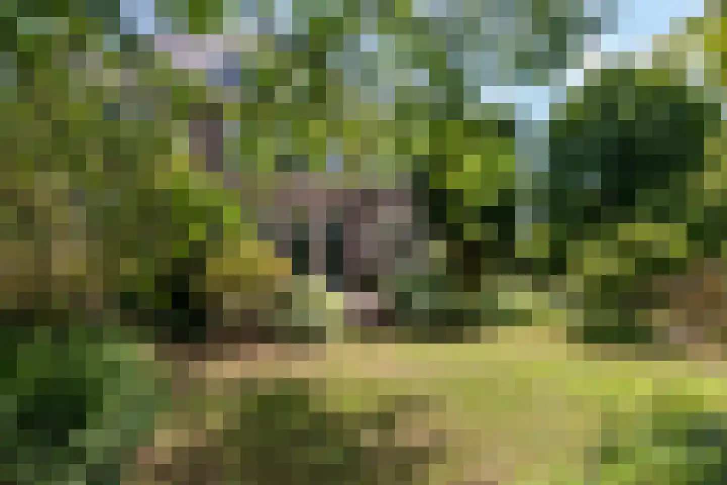 Zutphensestraatweg 17 Velp thumbnail 75