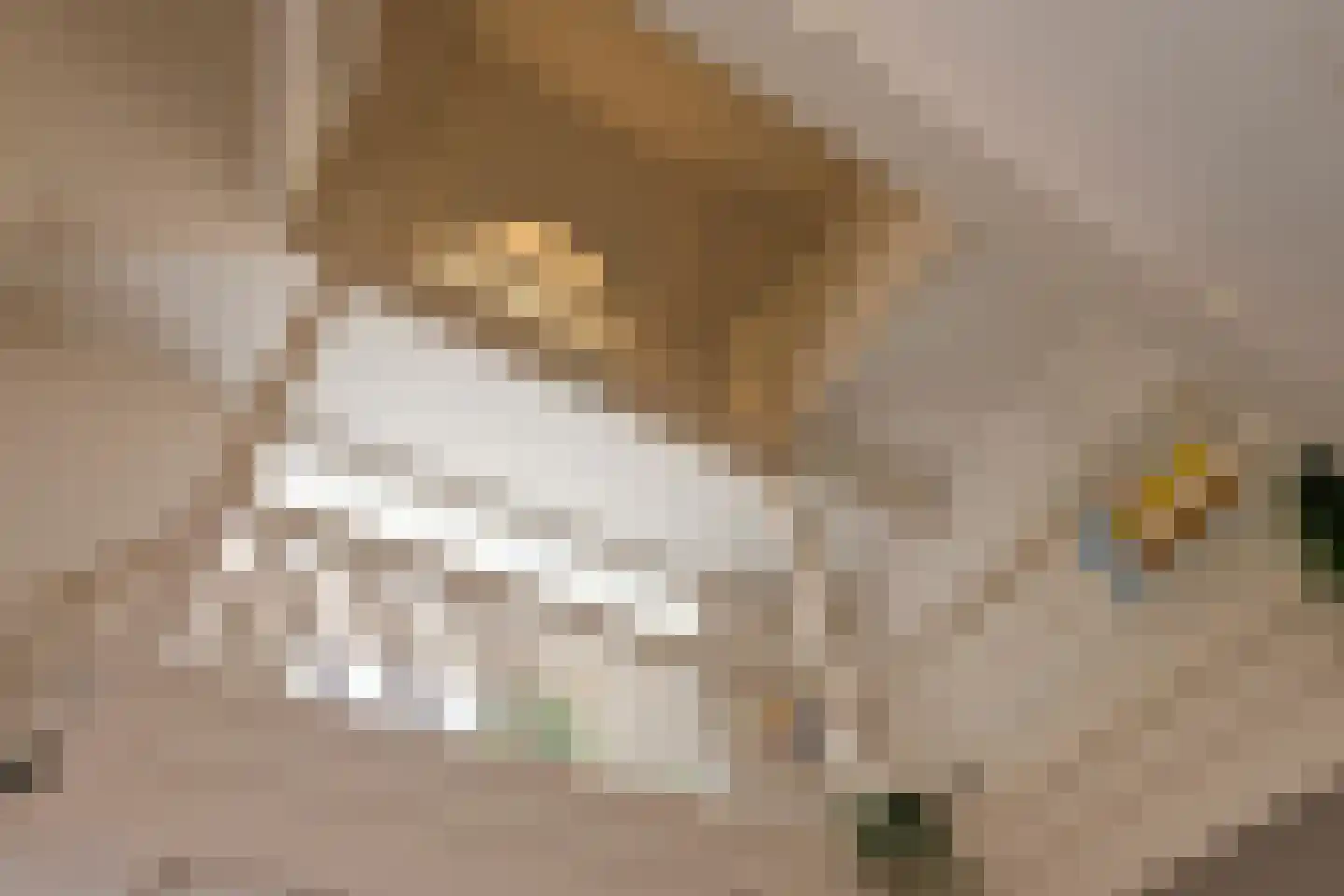 Zutphensestraatweg 17 Velp thumbnail 8