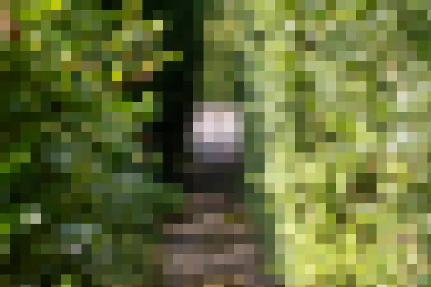Zutphensestraatweg 17 Velp thumbnail 80