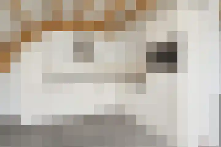 Zutphensestraatweg 88 Dieren thumbnail 8