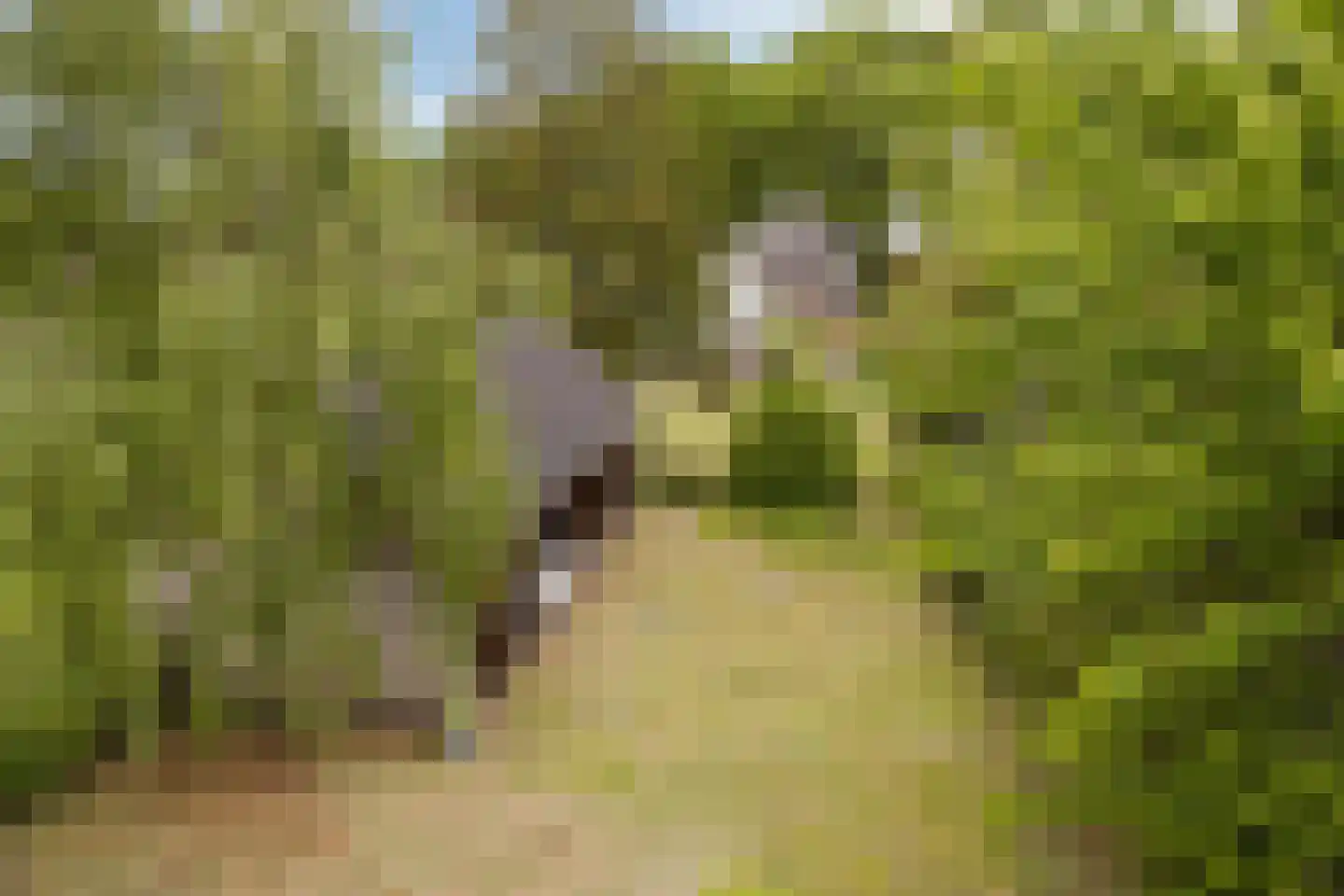 Zutphenseweg 114 Eefde thumbnail 32