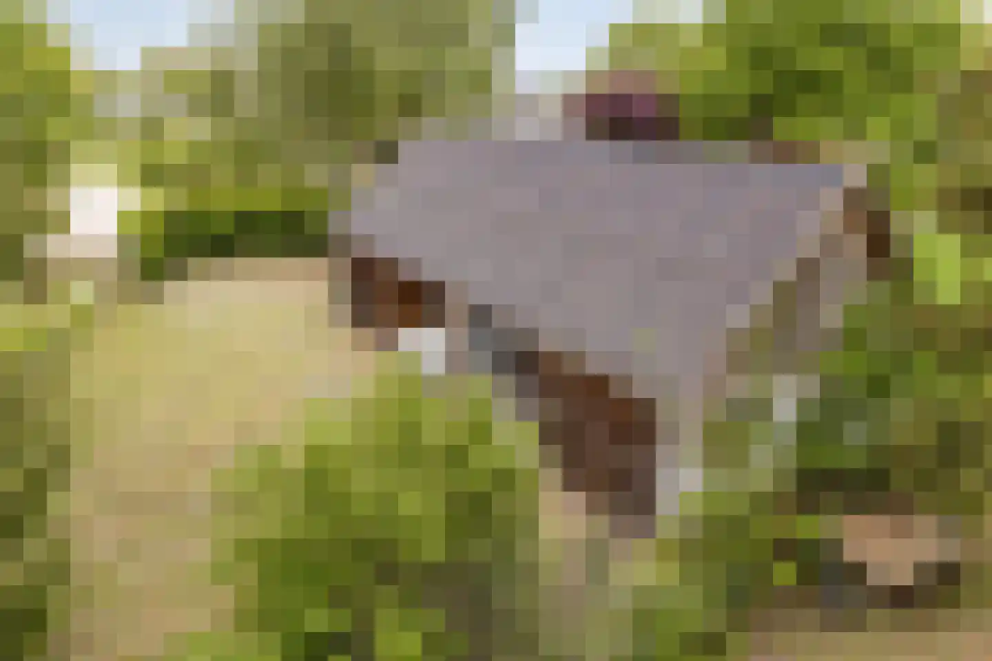 Zutphenseweg 114 Eefde thumbnail 34