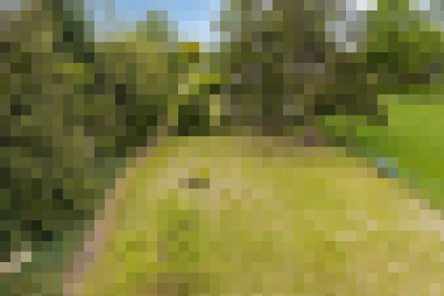 Zutphenseweg 114 Eefde thumbnail 42
